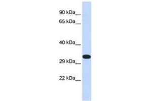 Image no. 1 for anti-Kinesin Family Member 25 (KIF25) (N-Term) antibody (ABIN6740359) (KIF25 Antikörper  (N-Term))