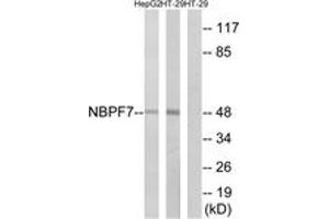 Western blot analysis of extracts from HT-29/HepG2 cells, using NBPF7 Antibody. (NBPF7 Antikörper  (AA 361-410))
