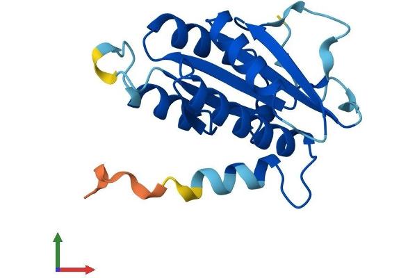 CENPM Protein (AA 1-180) (His tag)