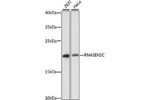 Western blot analysis of extracts of various cell lines using RNASEH2C Polyclonal Antibody at dilution of 1:3000. (RNASEH2C Antikörper)