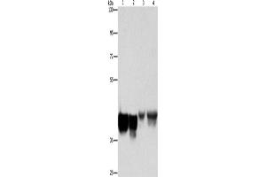 Western Blotting (WB) image for anti-Ancient Ubiquitous Protein 1 (Aup1) antibody (ABIN2429164) (Ancient Ubiquitous Protein 1 Antikörper)