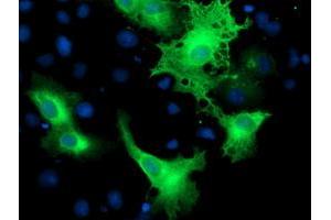 Anti-ERBB2 mouse monoclonal antibody (ABIN2454964) immunofluorescent staining of COS7 cells transiently transfected by pCMV6-ENTRY ERBB2 (RC212583).