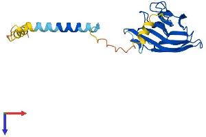 AlphaFold protein structure predicition of Human Recombinant TNF Protein, UniprotID P01375 (TNF alpha Protein (AA 1-233) (His tag))