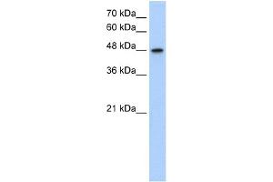 WB Suggested Anti-MAT1A Antibody  Titration: 1.