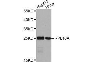 Western Blotting (WB) image for anti-Ribosomal Protein L10a (RPL10A) antibody (ABIN1876954)