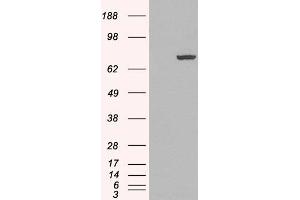 HEK293 overexpressing PADI4 (ABIN5453810) and probed with ABIN185308 (mock transfection in first lane). (PAD4 Antikörper  (N-Term))