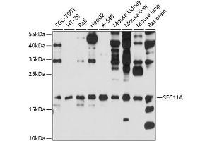 Western blot analysis of extracts of various cell lines, using SEC11A antibody (ABIN6133117, ABIN6147478, ABIN6147479 and ABIN6214843) at 1:1000 dilution.