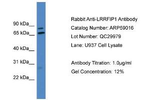 WB Suggested Anti-LRRFIP1  Antibody Titration: 0. (LRRFIP1 Antikörper  (Middle Region))