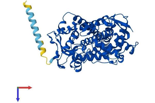 CYP2A6 Protein (AA 1-494) (His tag)