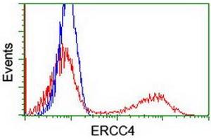 HEK293T cells transfected with either RC223300 overexpress plasmid (Red) or empty vector control plasmid (Blue) were immunostained by anti-ERCC4 antibody (ABIN2454873), and then analyzed by flow cytometry. (ERCC4 Antikörper)