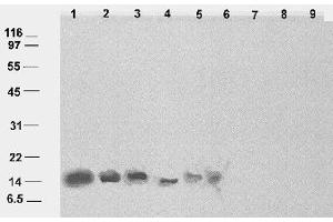 Detection of cor14b in Hordeum vulgare total cell extracts. (COR14b Antikörper)