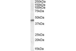 Western Blotting (WB) image for anti-NK2 Homeobox 5 (NKX2-5) (Internal Region) antibody (ABIN2464154) (NK2 Homeobox 5 Antikörper  (Internal Region))