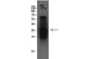 Western Blot analysis of Cystatin C protein using CST3 Monoclonal Antibody at dilution of 1:1000. (CST3 Antikörper)