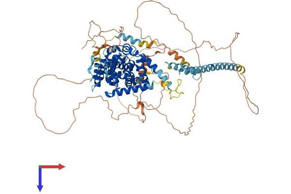 TBC1D5 Protein (AA 1-795) (His tag)