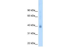 Western Blot showing NR2F2 antibody used at a concentration of 2. (NR2F2 Antikörper  (N-Term))