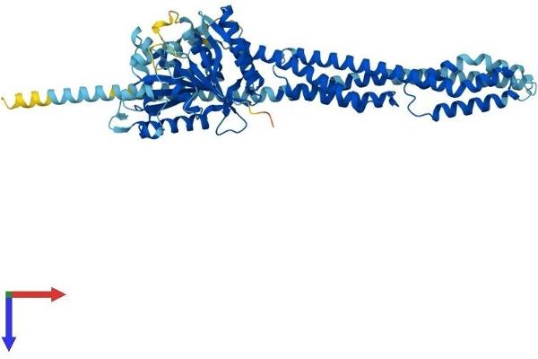 GBP3 Protein (AA 1-595) (His tag)