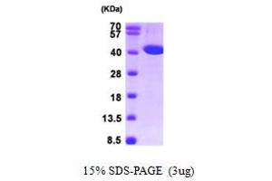 SDS-PAGE (SDS) image for Acyl-CoA Dehydrogenase, C-2 To C-3 Short Chain (Acads) (AA 25-412) protein (His tag) (ABIN667756)