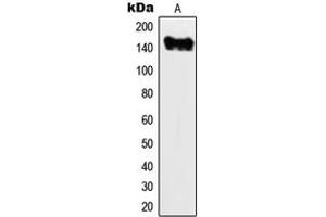 Western blot analysis of MYO6 expression in MCF7 (A) whole cell lysates.