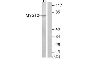 Western Blotting (WB) image for anti-MYST Histone Acetyltransferase 2 (MYST2) (Internal Region) antibody (ABIN1849063) (MYST2 Antikörper  (Internal Region))