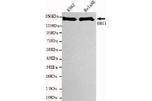 Western blot detection of SBRG1 in Hela NE and K562 cell lysates using BRG1 mouse mAb (1:1000 diluted). (SMARCA4 Antikörper)