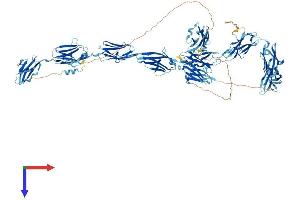 MYBPC1 Protein (AA 1-1141) (His tag)
