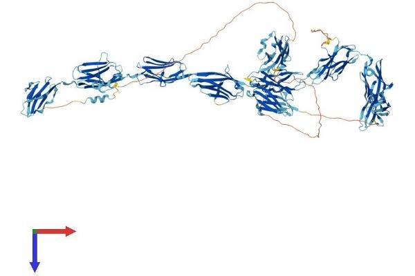 MYBPC1 Protein (AA 1-1141) (His tag)