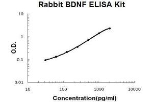 Rabbit BDNF PicoKine ELISA Kit standard curve