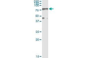 Immunoprecipitation of LOXL1 transfected lysate using anti-LOXL1 MaxPab rabbit polyclonal antibody and Protein A Magnetic Bead , and immunoblotted with LOXL1 purified MaxPab mouse polyclonal antibody (B01P) . (LOXL1 Antikörper  (AA 1-574))