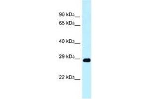 Image no. 1 for anti-DNA-Damage Regulated Autophagy Modulator 1 (DRAM1) (N-Term) antibody (ABIN6747924) (DRAM Antikörper  (N-Term))