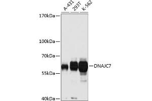 Western blot analysis of extracts of various cell lines, using DN antibody (ABIN3016674, ABIN3016675, ABIN3016676 and ABIN6219809) at 1:1000 dilution. (DNAJC7 Antikörper  (AA 230-380))