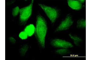 Immunofluorescence of monoclonal antibody to COPS3 on HeLa cell. (COPS3 Antikörper  (AA 324-422))