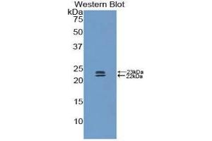 Western Blotting (WB) image for anti-Bone Morphogenetic Protein 1 (BMP1) (AA 856-982) antibody (ABIN1173363) (BMP1 Antikörper  (AA 856-982))