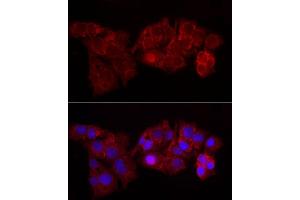 Immunofluorescence analysis of HepG2 cells using Perilipin-2 Rabbit pAb (ABIN6127414, ABIN6145773, ABIN6145774 and ABIN6221871) at dilution of 1:50 (40x lens). (ADRP Antikörper  (AA 168-437))