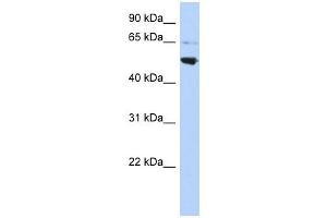 AP3M2 antibody used at 1 ug/ml to detect target protein.