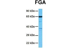 Host:  Rabbit  Target Name:  FGA  Sample Tissue:  Human NCI-H226  Antibody Dilution:  1. (FGA Antikörper  (Middle Region))