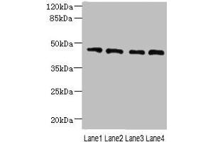 Western blot All lanes: NOL4L antibody at 0. (NOL4L (AA 101-300) Antikörper)
