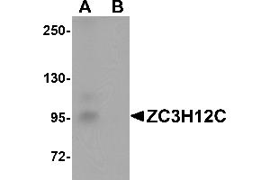 Western Blotting (WB) image for anti-Zinc Finger CCCH-Type Containing 12C (ZC3H12C) (N-Term) antibody (ABIN1031674) (ZC3H12C Antikörper  (N-Term))