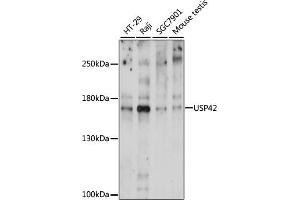 Western blot analysis of extracts of various cell lines, using USP42 antibody (ABIN7271163) at 1000 dilution. (USP42 Antikörper  (AA 500-700))