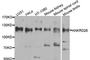 Western blot analysis of extracts of various cell lines, using ANKRD28 antibody. (ANKRD28 Antikörper)