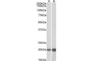 ABIN5539501 (0. (Deoxyuridine Triphosphatase (DUT) (Internal Region) Antikörper)