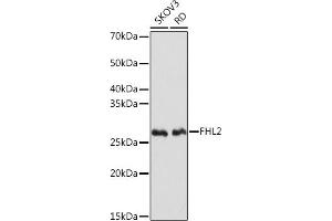 Western blot analysis of extracts of various cell lines, using FHL2 Rabbit mAb (ABIN7267254) at 1:1000 dilution. (FHL2 Antikörper)