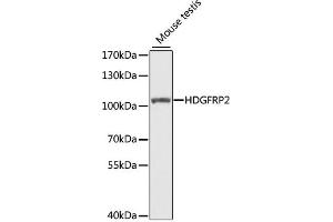 Western blot analysis of extracts of mouse testis, using HDGFRP2 antibody  at 1:1000 dilution. (HDGFRP2 Antikörper  (AA 501-670))