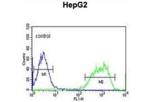 Flow cytometric analysis of HepG2 cells (right histogram) compared to a negative control cell (left histogram) using PXMP2  Antibody , followed by FITC-conjugated goat-anti-rabbit secondary antibodies. (PXMP2 Antikörper  (Middle Region))