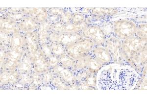 Detection of FGF1 in Caprine Kidney Tissue using Polyclonal Antibody to Fibroblast Growth Factor 1, Acidic (FGF1) (FGF1 Antikörper  (AA 2-155))