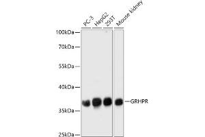 Western blot analysis of extracts of various cell lines, using GRHPR antibody (ABIN7267486) at 1:1000 dilution. (GRHPR Antikörper  (AA 100-328))