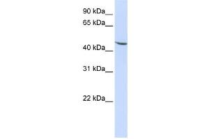 Western Blotting (WB) image for anti-Kruppel-Like Factor 17 (KLF17) antibody (ABIN2458460) (KLF17 Antikörper)