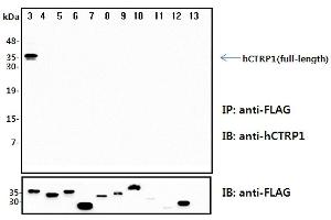 Immunoprecipitation (IP) analysis of the cell lysates from HEK293 cells transfected with empty vector or a panel of the FLAG-tagged CTRP family (full-length) followed by immunoblot analysis using anti-CTRP1 (human), pAb  antibody. (C1QTNF1 Antikörper)