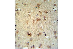 LCAT Antibody IHC analysis in formalin fixed and paraffin embedded brain tissue followed by peroxidase conjugation of the secondary antibody and DAB staining. (LCAT Antikörper  (AA 285-313))