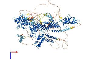 Polybromo 1 Protein (PBRM1) (AA 1-1634) (His tag)