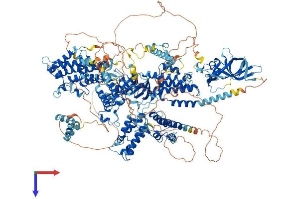 Polybromo 1 Protein (PBRM1) (AA 1-1634) (His tag)